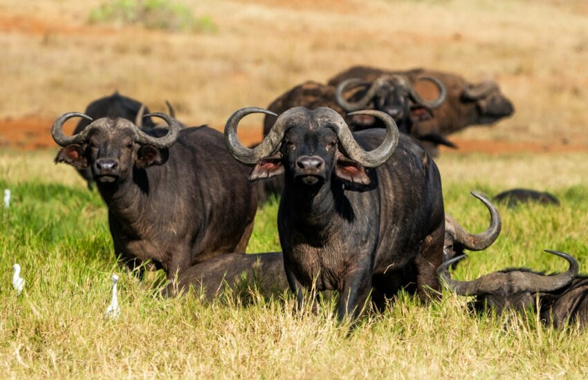Herd of African buffalo standing together in grass