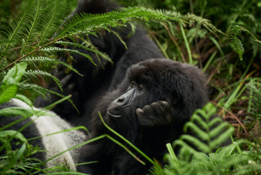 Uganda Gorilla Safari