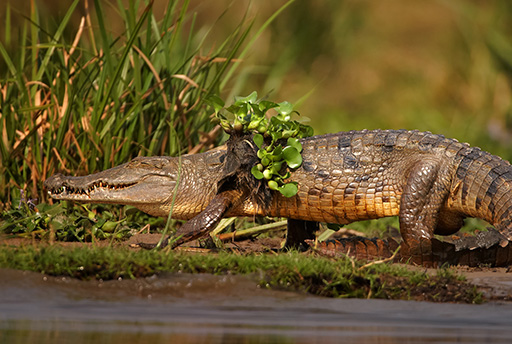 uganda safari holidays