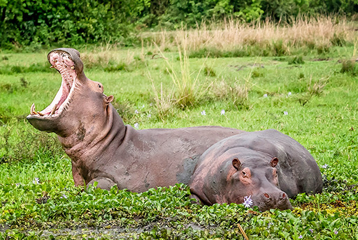 uganda safari packages