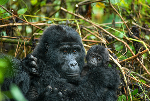 uganda safari tours