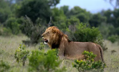 A male Lion in the Savanna
