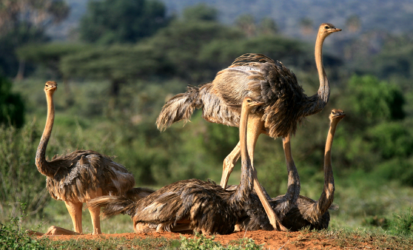 Nairobi National Park Ostrich