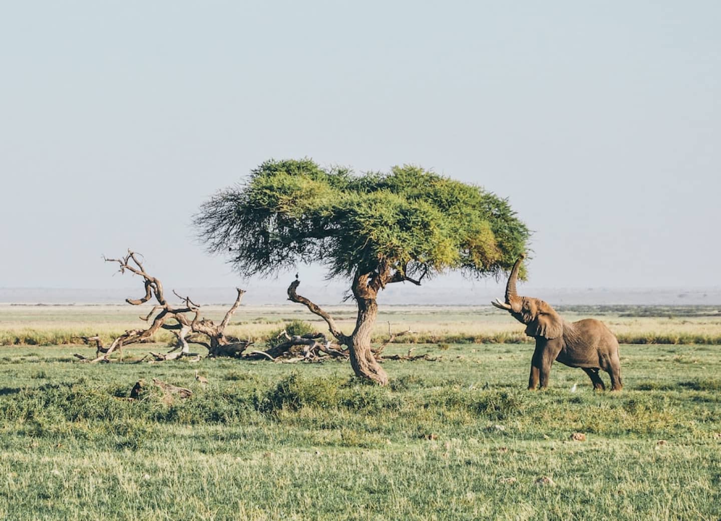 4 Days Tsavo East West and Amboseli Kenya Safari