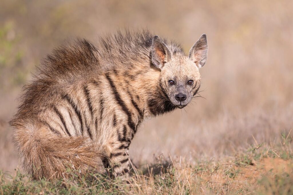 A rare sighting of Striped Hyena in Tsavo East