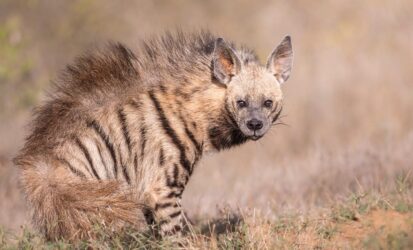 A rare sighting of Striped Hyena in Tsavo East