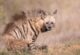 A rare sighting of Striped Hyena in Tsavo East