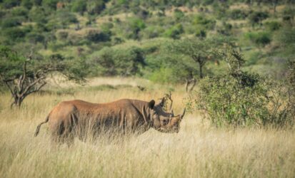 Black rhino at Ngulia Rhino Sanctuary in Tsavo West National Park