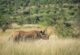 Black rhino at Ngulia Rhino Sanctuary in Tsavo West National Park