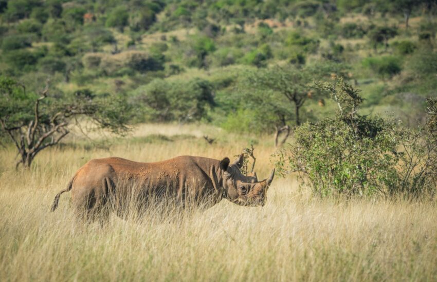 Black rhino at Ngulia Rhino Sanctuary in Tsavo West National Park