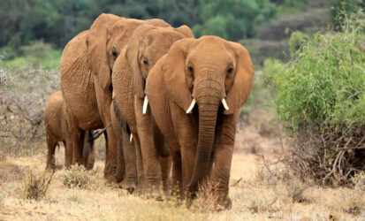 Elephants at Aruba Dam on a game drive in Tsavo East National Park