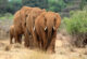 Elephants at Aruba Dam on a game drive in Tsavo East National Park