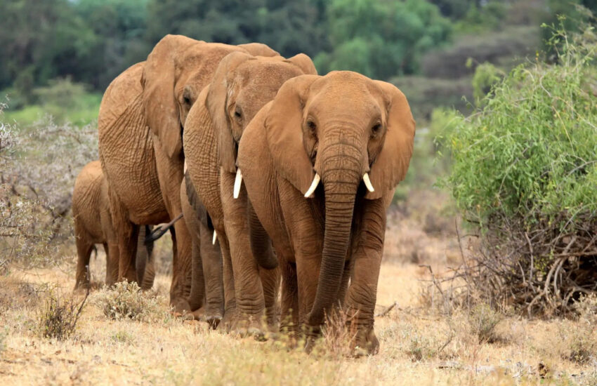 Elephants at Aruba Dam on a game drive in Tsavo East National Park