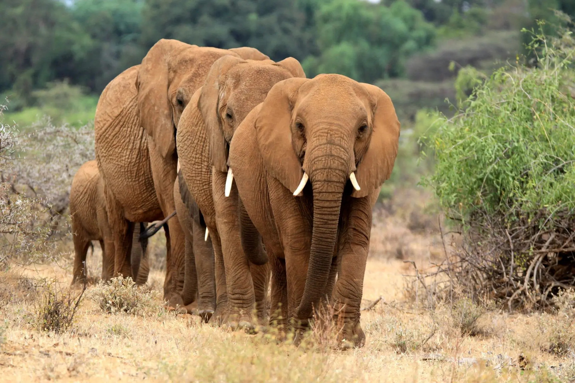 Elephants at Aruba Dam on a game drive in Tsavo East National Park