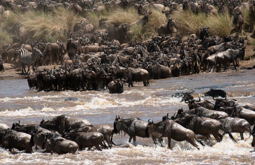 The Great Migration 2023 Safari – Flash McTours and Travel