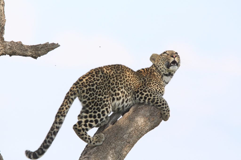 Leopard