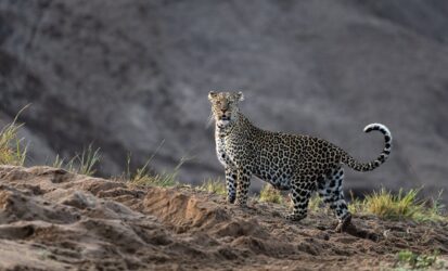 Leopard Sighting on Safari at Ol Pejeta Conservancy Kenya
