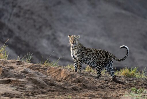 Leopard Sighting on Safari at Ol Pejeta Conservancy Kenya