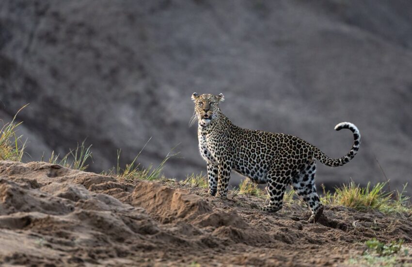 Leopard Sighting on Safari at Ol Pejeta Conservancy Kenya