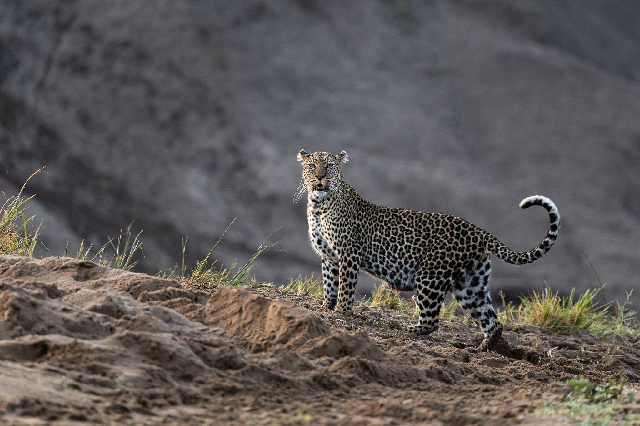 Leopard Sighting on Safari at Ol Pejeta Conservancy Kenya