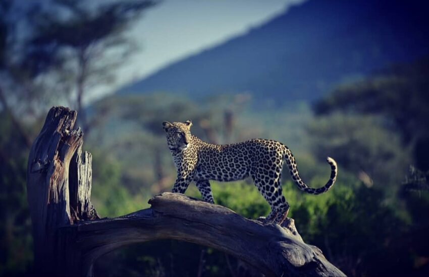 Leopard sighting in Samburu