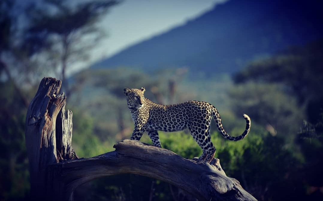 Leopard sighting in Samburu