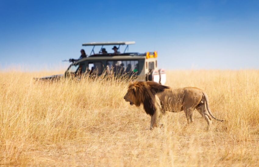 Lion Sighting During a 2-Day Lake Nakuru Safari in Kenya