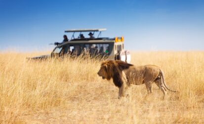 Lion Sighting During a 4-Day Masai Mara and Lake Nakuru Safari in Kenya