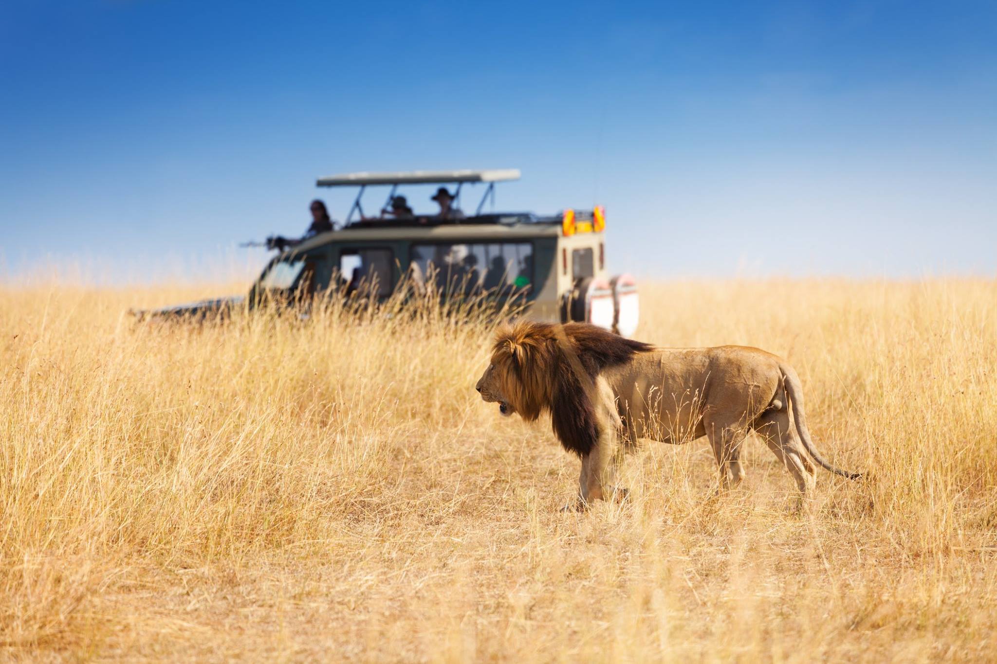 Lion Sighting During a 4-Day Masai Mara and Lake Nakuru Safari in Kenya