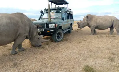 Northern white rhinos