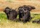 Cape buffalo herd grazing on the open grasslands of the Maasai Mara