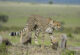 Cheetah and cubs on the open Mara plains during a game drive