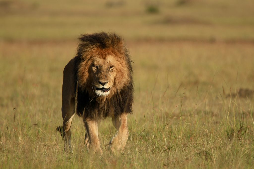 Lion in the plains of Masai Mara