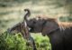 Wild elephant in the Maasai Mara, Kenya