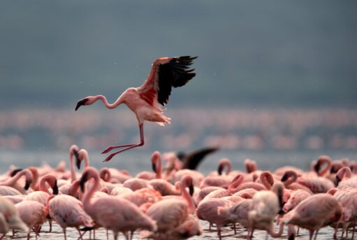 Lesser Flamingo Taking Flight Lake Bogoria, Kenya