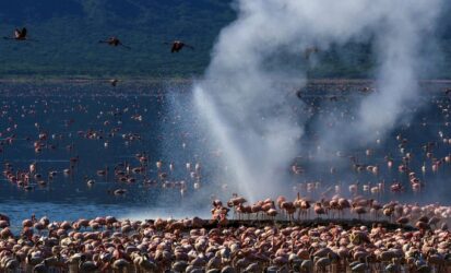 Lake Bogoria Flamingos