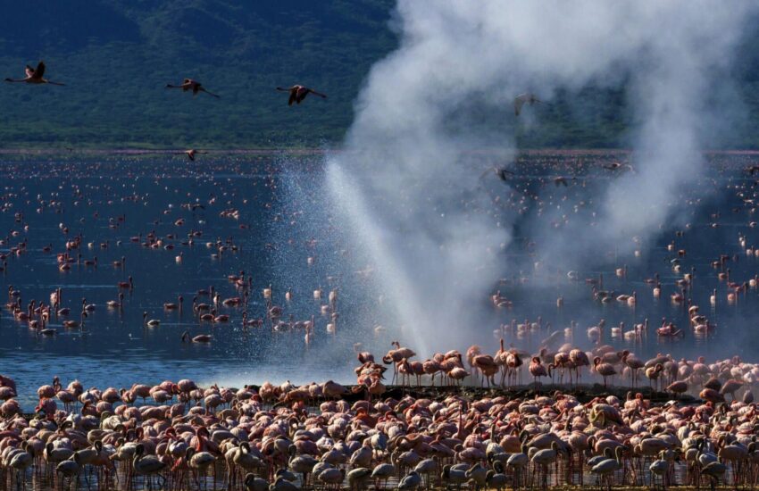 Lake Bogoria Flamingos