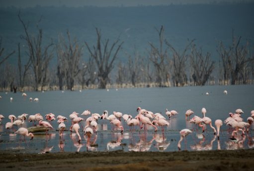 Lake Nakuru Flamingos