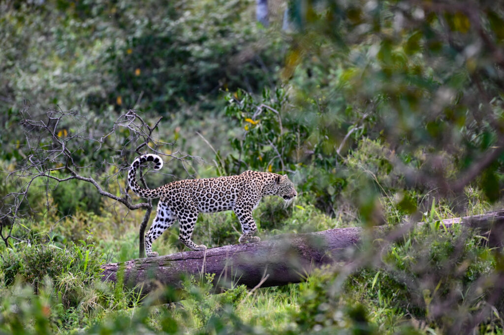 Leopard walking on a tree in the Serengeti, Tanzania