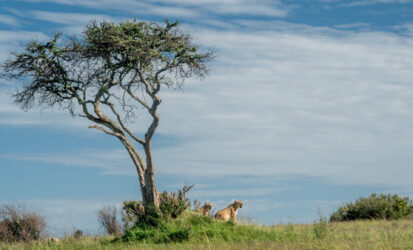 Lion pride on the open Masai Mara grasslands, Kenya