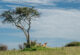 Lion pride on the open Masai Mara grasslands, Kenya