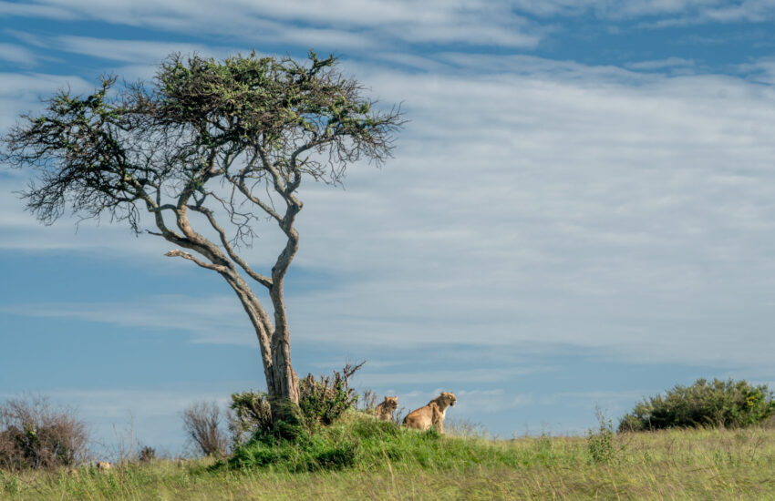 Lion pride on the open Masai Mara grasslands, Kenya