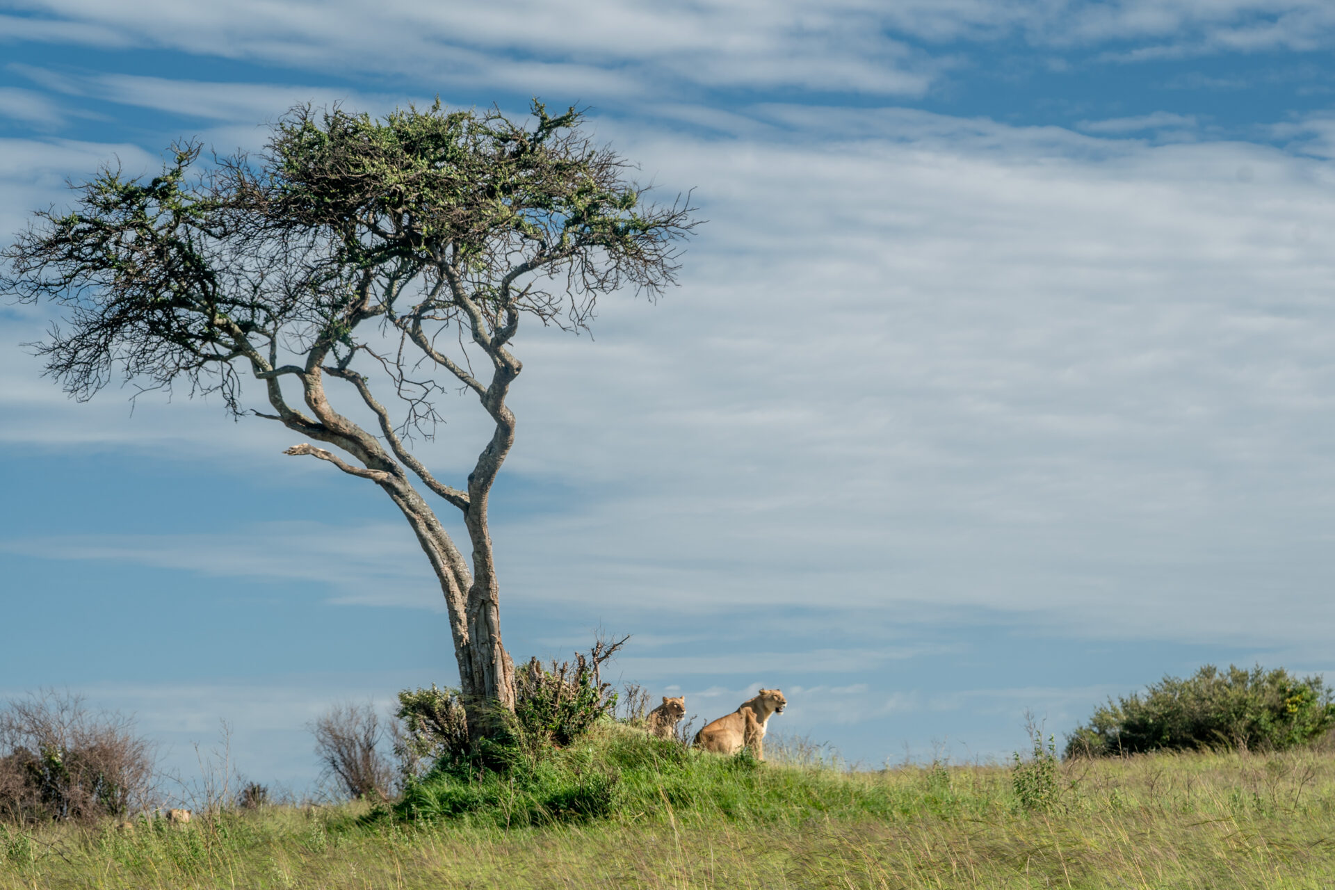 Lion pride on the open Masai Mara grasslands, Kenya