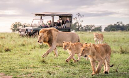 Lioness and cubs seen from a private 4x4 Land Cruiser in the Masai Mara
