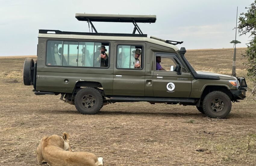 Lions resting during an afternoon game drive in Masai Mara, Kenya