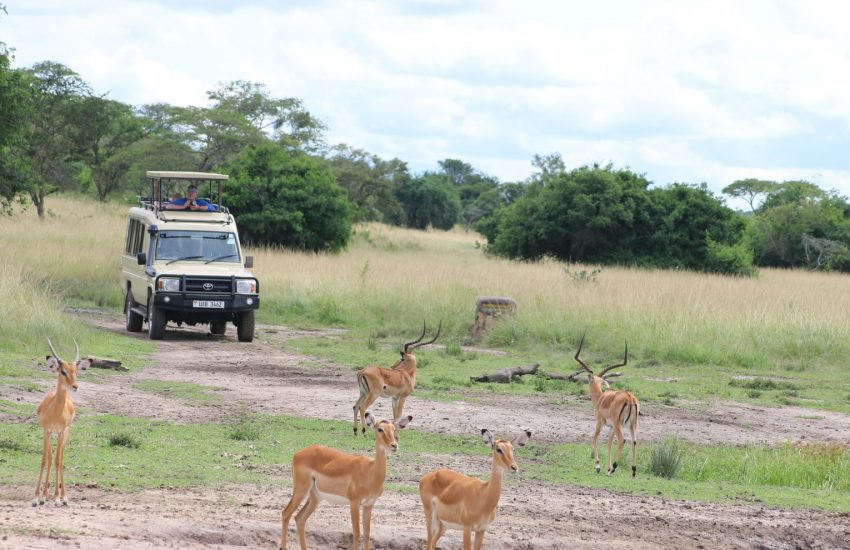 Bwindi Gorillas & Lake Mburo Wildlife in 4 Days | Flash McTours