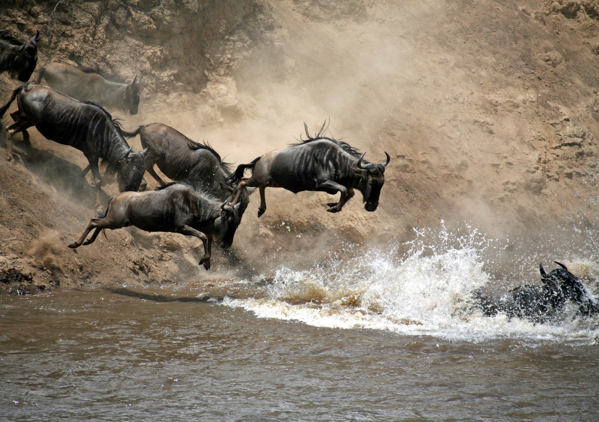 Wildebeest Migration Sighting During a 3-Day Masai Mara Safari from Nairobi