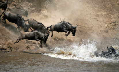 Wildebeest crossing the Mara River during the Great Migration in Masai Mara, Kenya