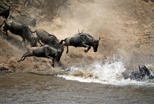 Wildebeest crossing the Mara River during the Great Migration in Masai Mara, Kenya