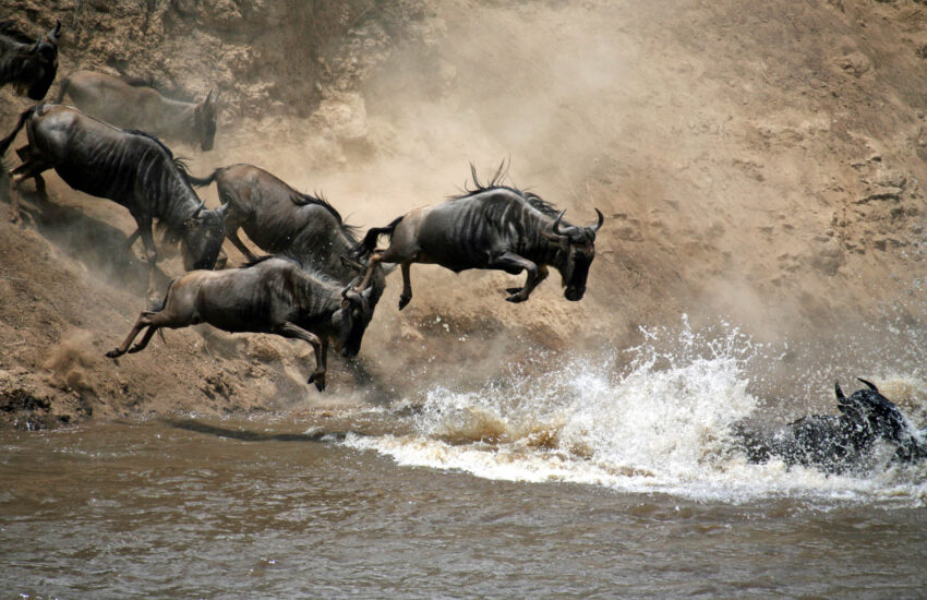 Wildebeest crossing the Mara River during the Great Migration in Masai Mara, Kenya